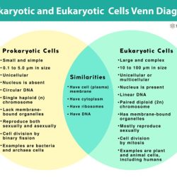 Venn eukaryotes prokaryotes organelles