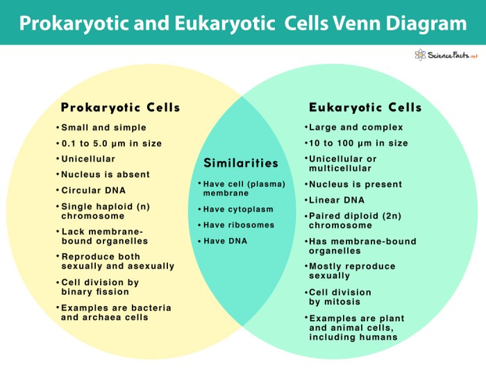 Venn eukaryotes prokaryotes organelles