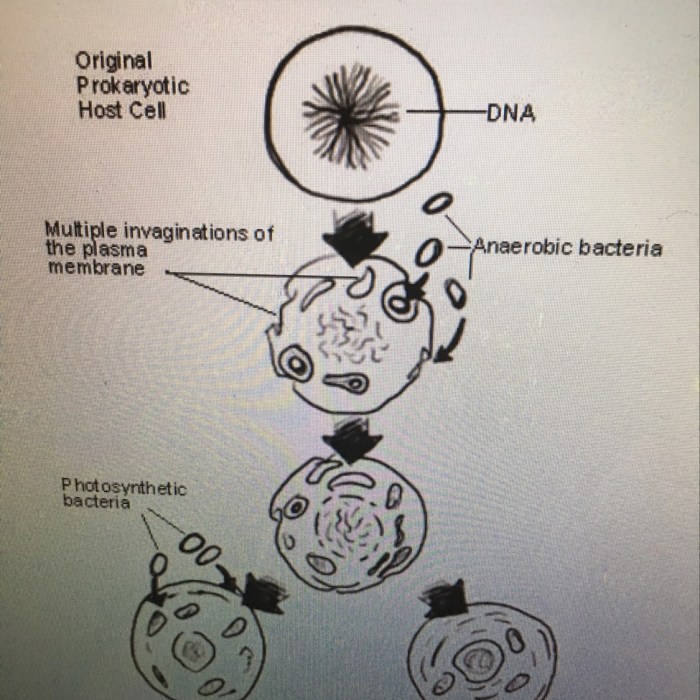 The upward-flow theory is illustrated by