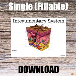 The integumentary system review sheet