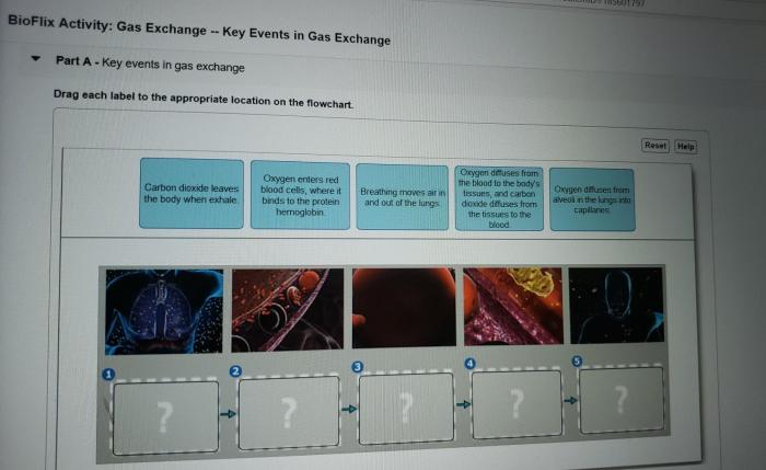 Bioflix activity: gas exchange -- path of air