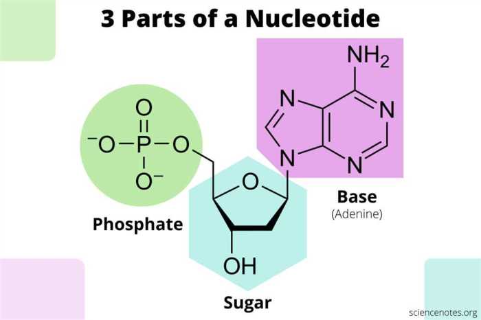 Macromolecules lab biomolecules identifying macromolecule carbohydrates molecules