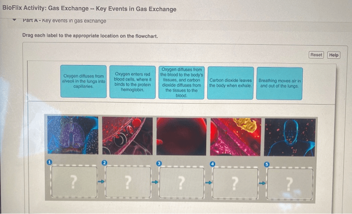 Bioflix activity: gas exchange -- path of air