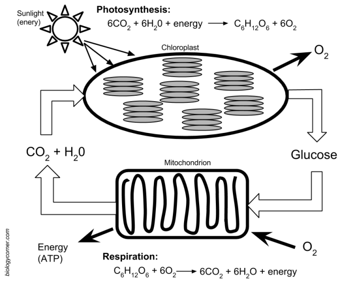 Photosynthesis and cellular respiration worksheet answers