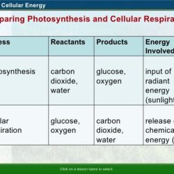 Photosynthesis and cellular respiration worksheet answers