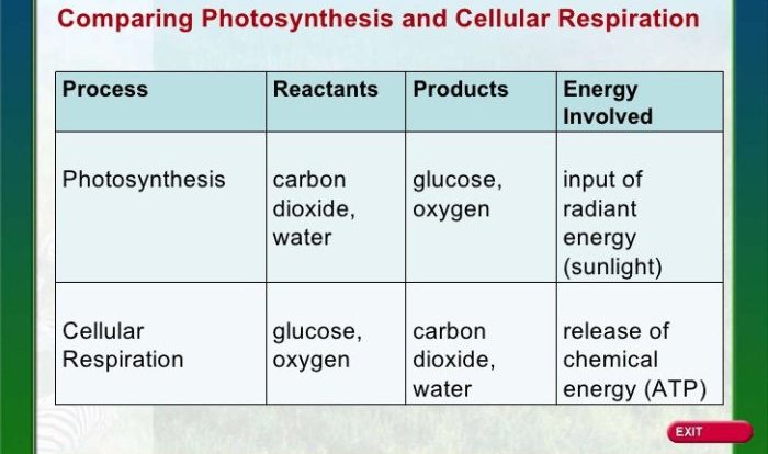 Photosynthesis and cellular respiration worksheet answers