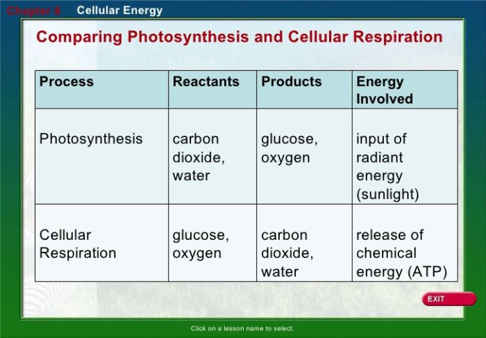 Photosynthesis and cellular respiration worksheet answers